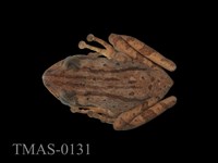 藏品(布氏樹蛙)的圖片